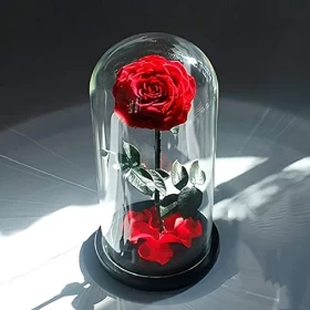 Preserved Rose Chemically Processed